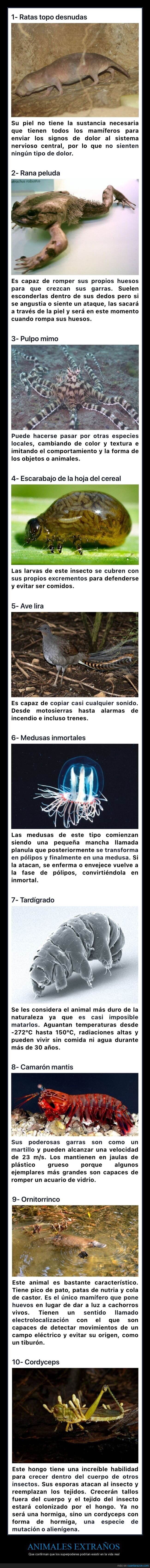 animales,superpoderes