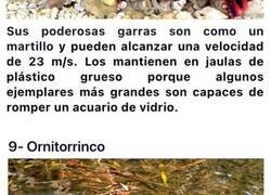 Enlace a Animales extraños que confirman que los superpoderes podrían existir en la vida real