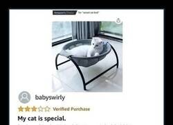 Enlace a Los gatos son imprevisibles