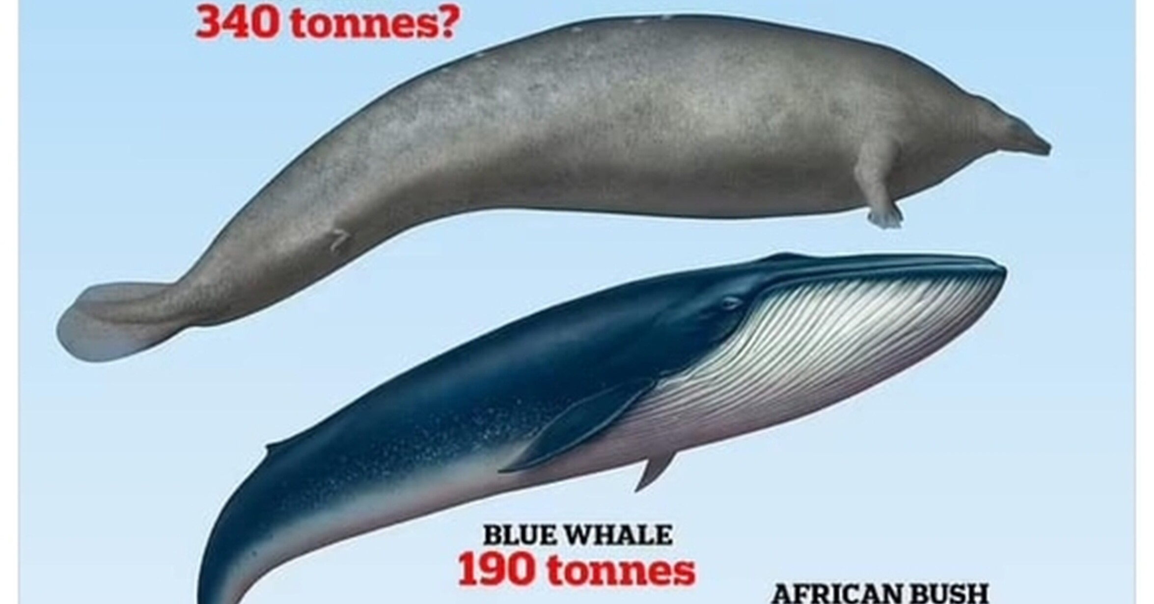 ballena azul mas grande