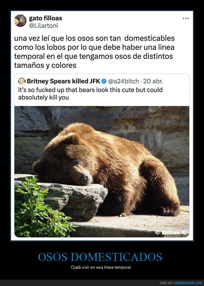 colores,domesticables,línea temporal,osos,tamaños