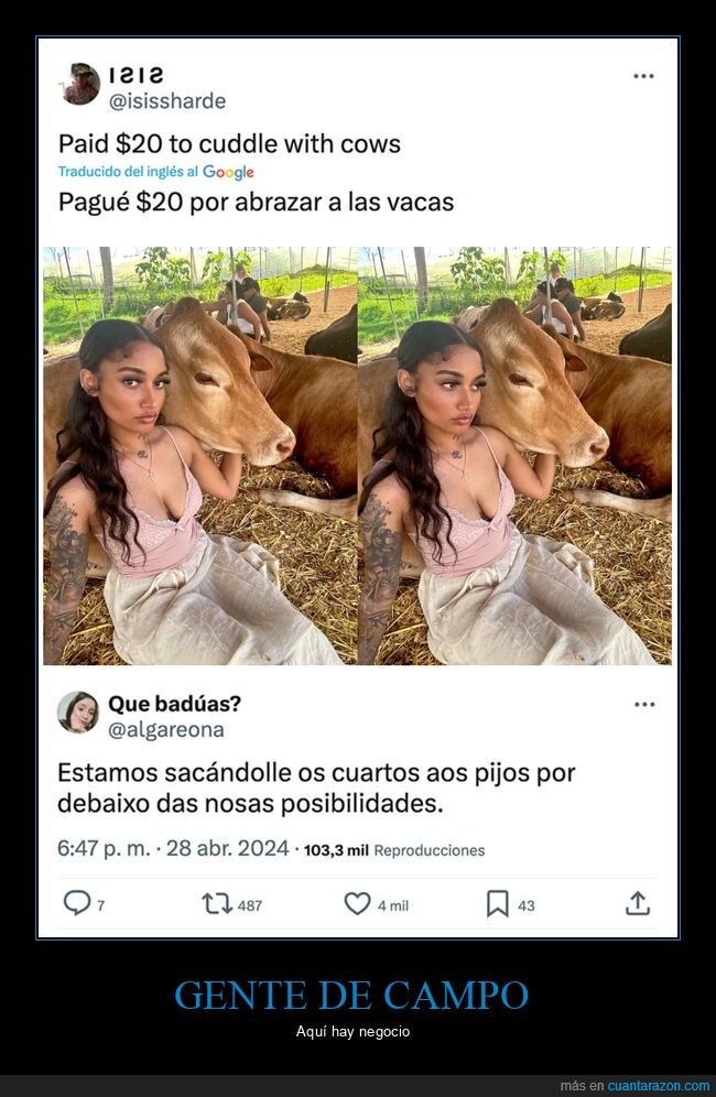 acariciar,pagar,vacas