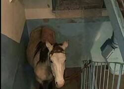 Enlace a Un caballo en el rellano