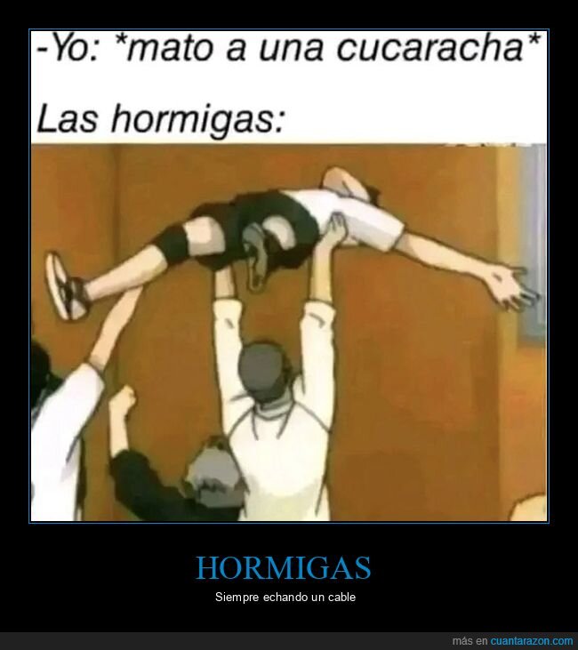 cucaracha,hormigas,matar