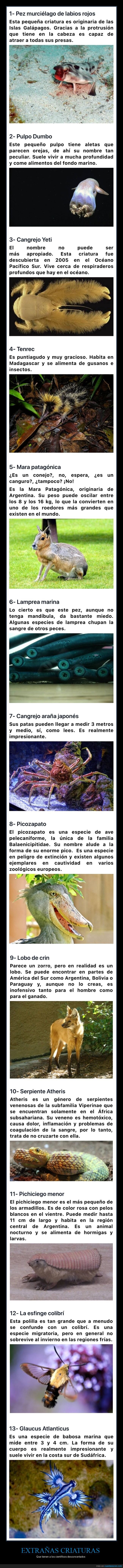 extrañas criaturas,animales