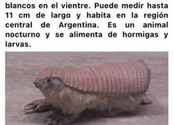 Enlace a Extrañas criaturas que tienen a los científicos desconcertados y que parecen sacadas de películas de terror