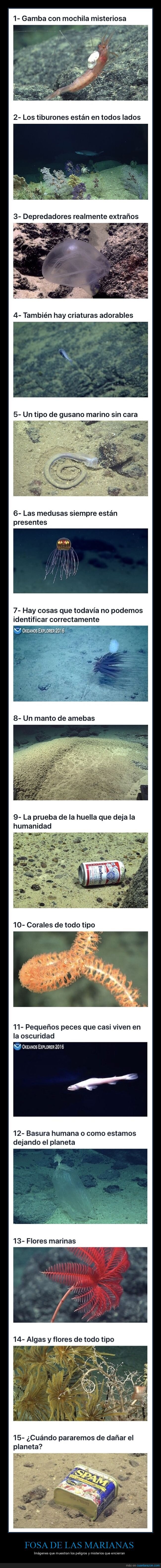 fosa de las marianas,curiosidades