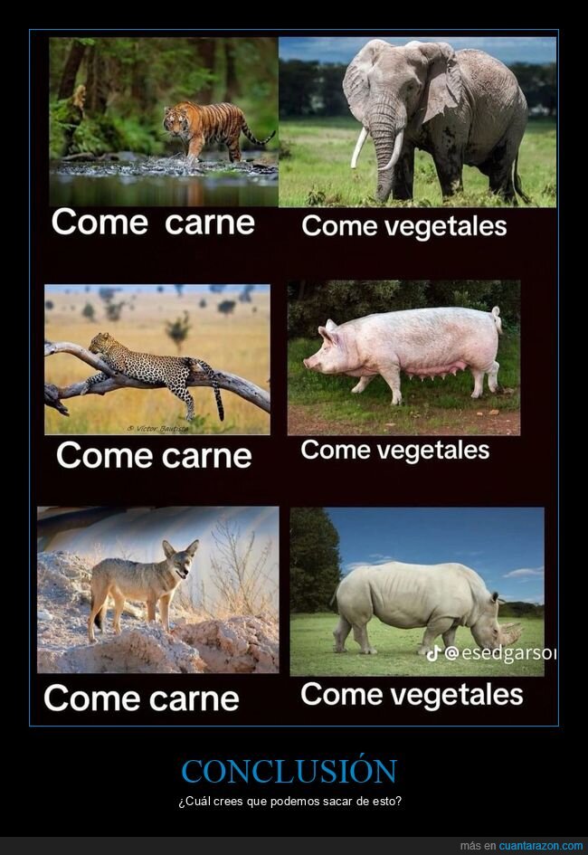 comer,carnívoros,herbívoros