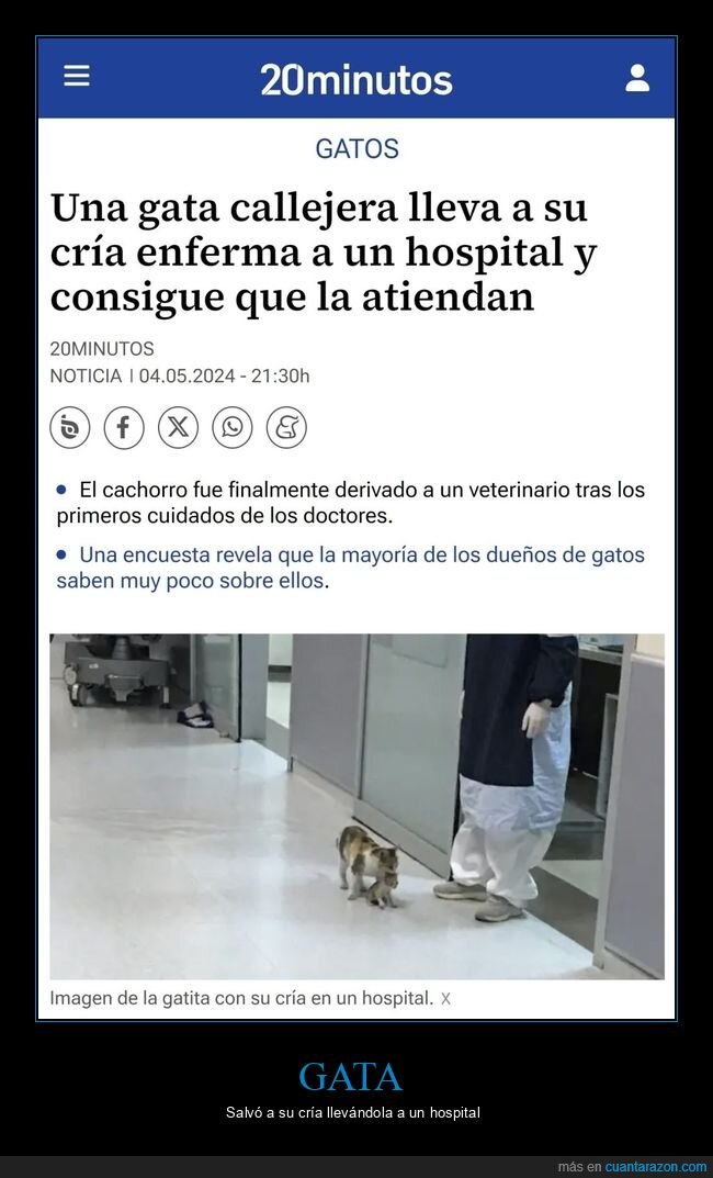 gata,cría,enferma,hospital