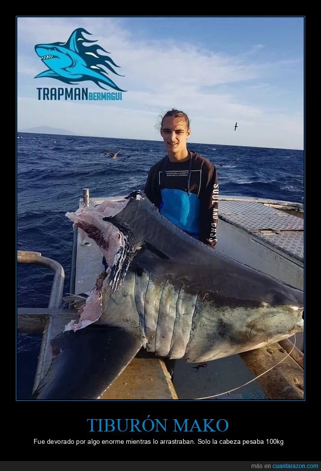 tiburón,mordisco,wtf