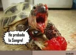 Enlace a Tortuga sanguinaria