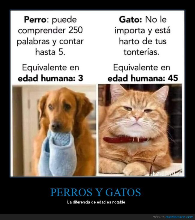 perros,gatos,edad