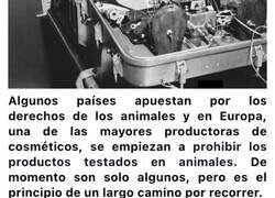 Enlace a Verdades sobre lo que ocurre en realidad en las pruebas con animales