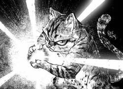 Enlace a Kame Hame Ha felino