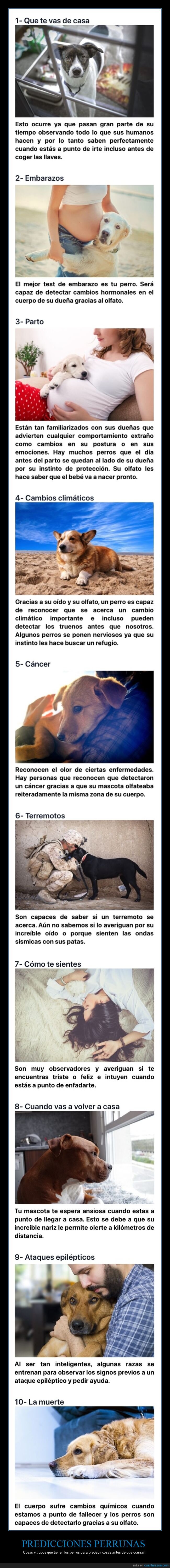 perros,predicciones