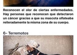 Enlace a Trucos que tienen los perros para predecir cosas antes de que ocurran