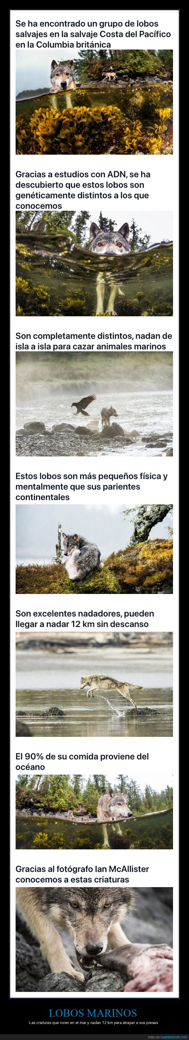 lobos marinos,lobos,mar