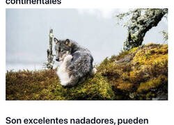 Enlace a Imágenes de los lobos marinos, las criaturas que viven en el mar y nadan 12 km para atrapar a sus presas