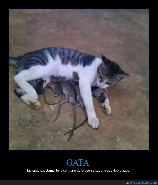 amamantando,gatos,ratas,wtf