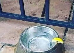 Enlace a Deformación profesional