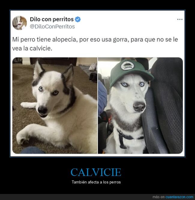 perro,calvo,gorra