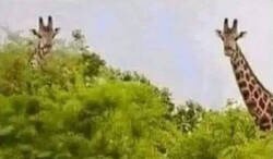 Enlace a ¿Confirmamos?