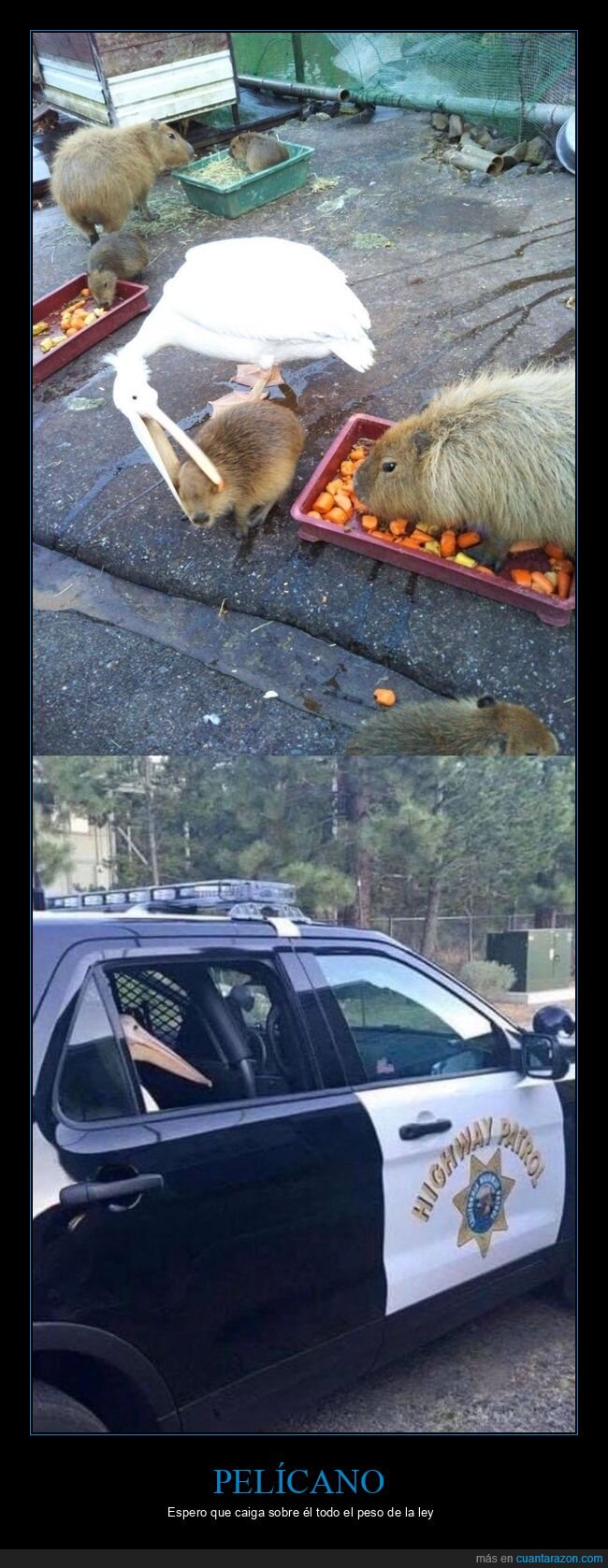 pelícano,capibara,policía