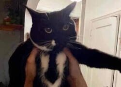 Enlace a Gato formal