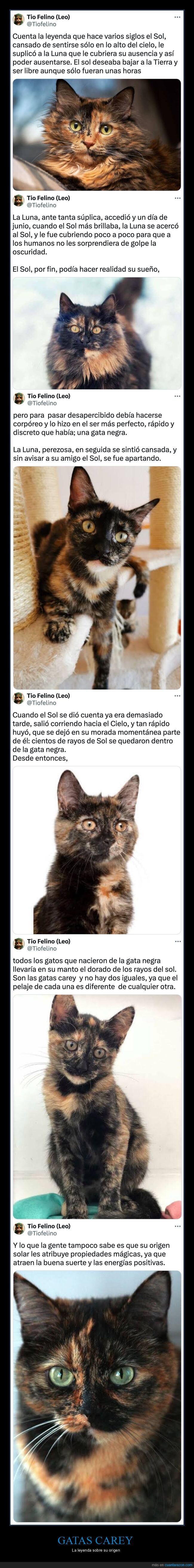 gatas carey,origen,leyenda