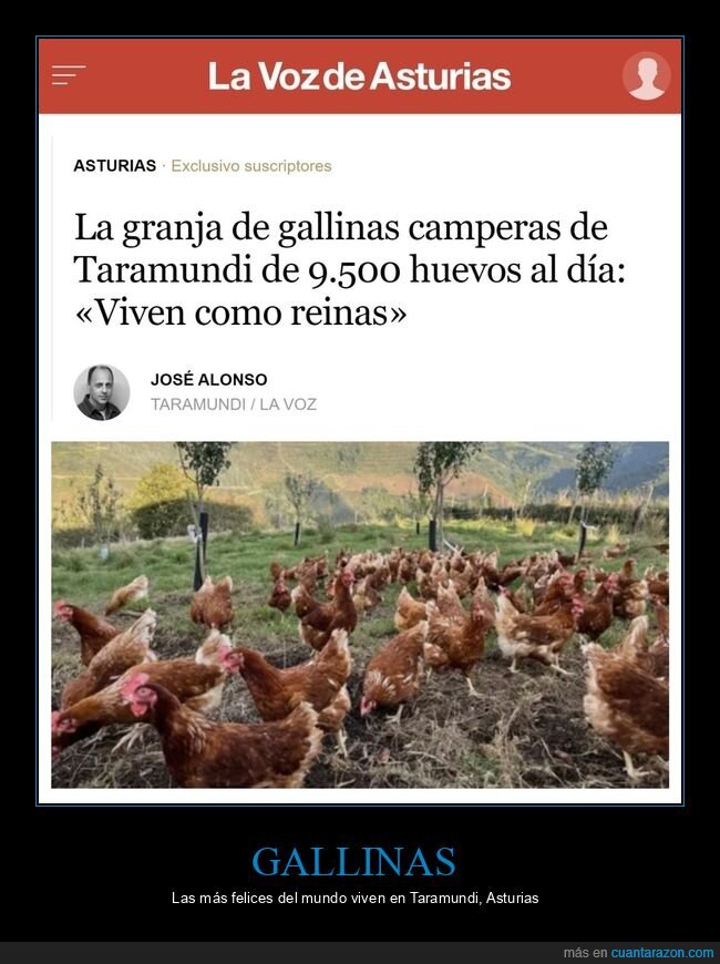 gallinas,taramundi,huevos,felices