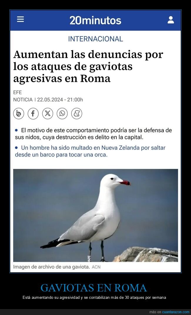 gaviotas,roma.ataques