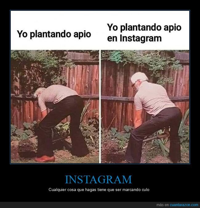 apio,instagram