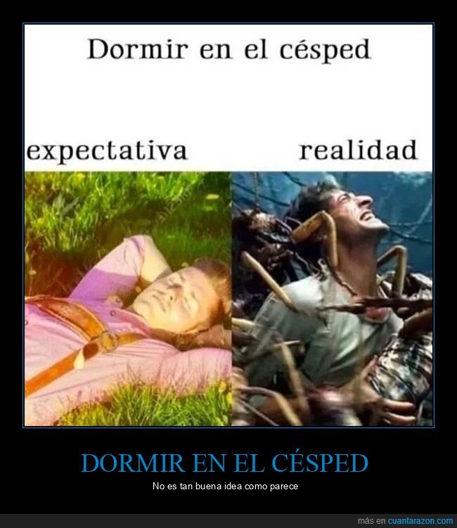 bichos,césped,dormir,expectativas,realidad