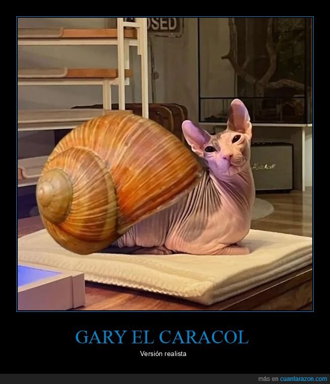 gary,bob esponja,caracol,gato