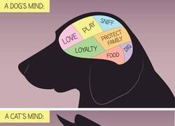 Enlace a Mente de perro VS Mente de gato