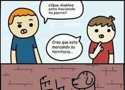 Enlace a Perro territorial