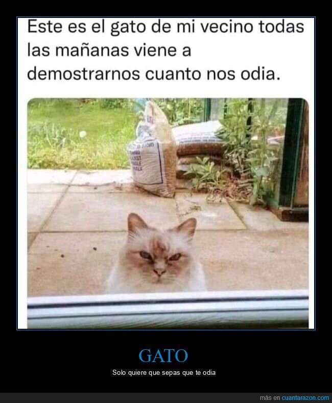 gato,vecino,odiar