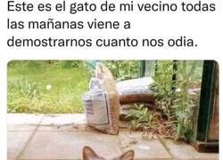 Enlace a Odio felino