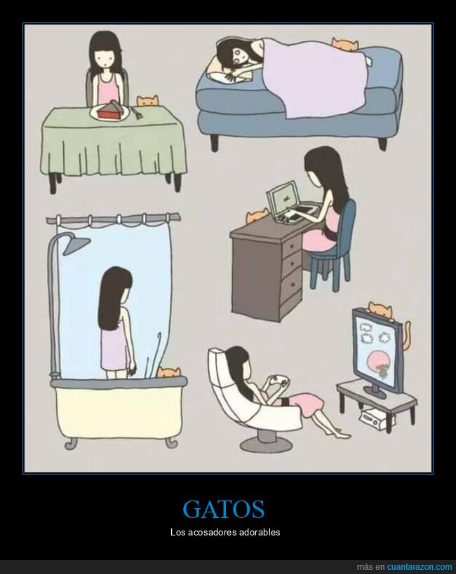 gato,acosador