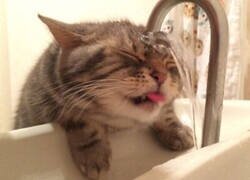 Enlace a Lo importante es intentarlo