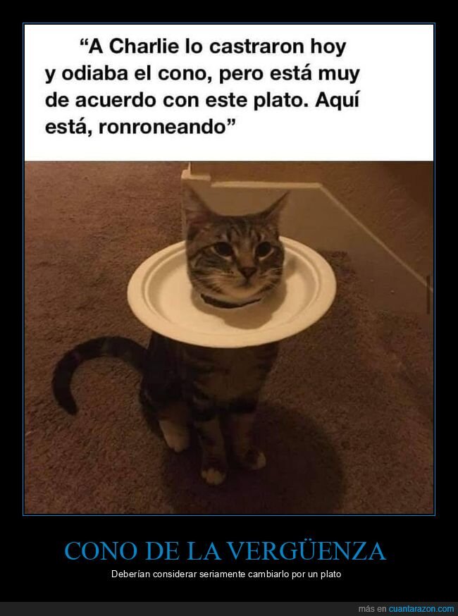 cono,plato,gato