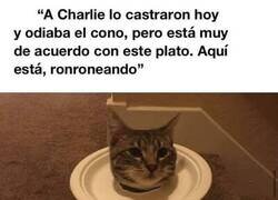 Enlace a Contento con su plato