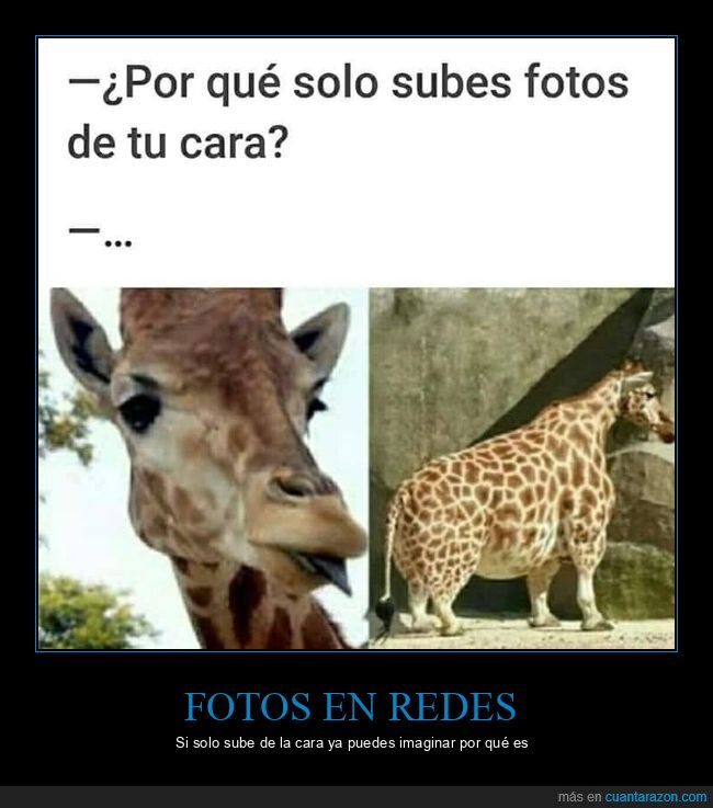jirafa,cara,subir,fotos