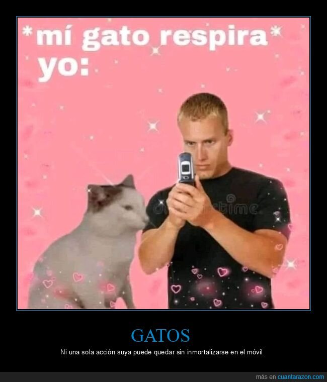 gato,respirar,foto