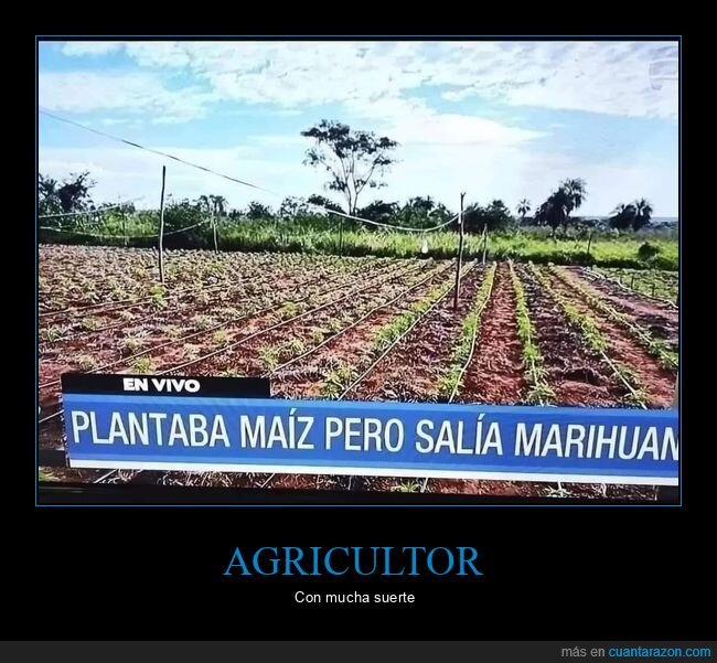 plantar,míz,maría,agrigultor