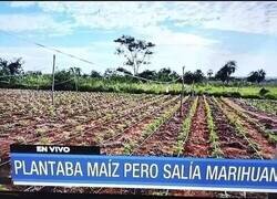 Enlace a Misterio agrario