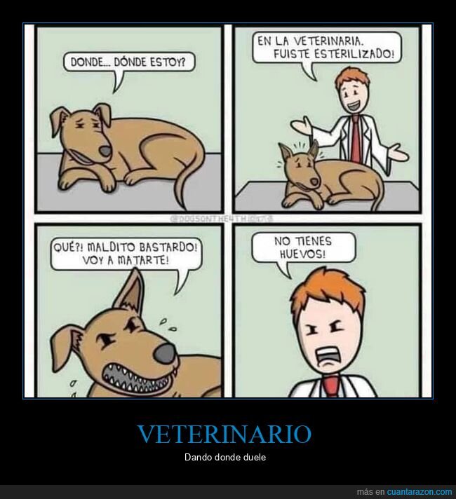 esterilizar,huevos,matar,perros,veterinario