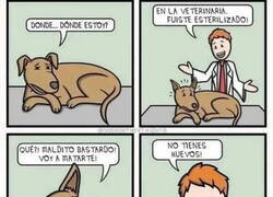 Enlace a Despertando en el veterinario