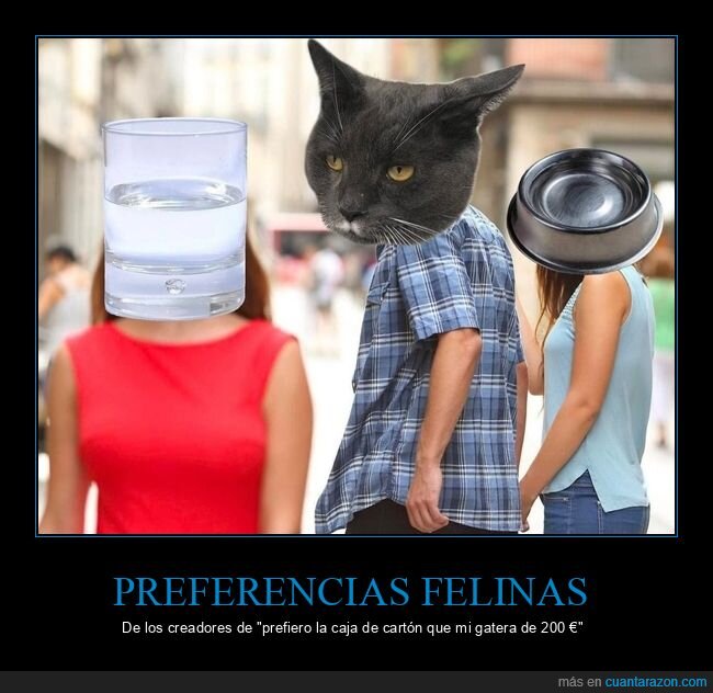 gatos,agua,preferencias