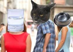 Enlace a Cosas de gatos